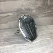 Large Triolobite Fossil ring in hand made sterling silver