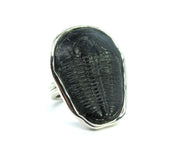Large Triolobite Fossil ring in hand made sterling silver